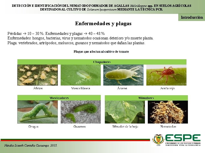 DETECCIÓN E IDENTIFICACIÓN DEL NEMATODO FORMADOR DE AGALLAS Meloidogyne spp. EN SUELOS AGRÍCOLAS DESTINADOS