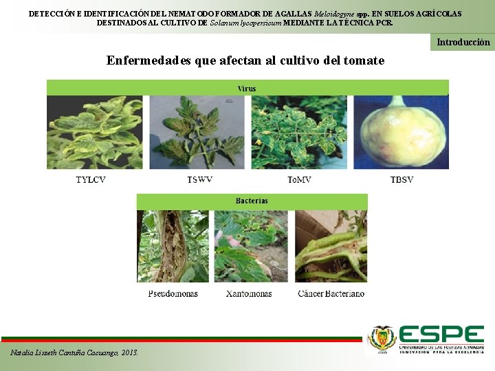 DETECCIÓN E IDENTIFICACIÓN DEL NEMATODO FORMADOR DE AGALLAS Meloidogyne spp. EN SUELOS AGRÍCOLAS DESTINADOS