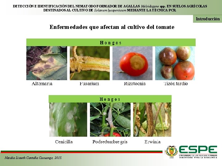 DETECCIÓN E IDENTIFICACIÓN DEL NEMATODO FORMADOR DE AGALLAS Meloidogyne spp. EN SUELOS AGRÍCOLAS DESTINADOS