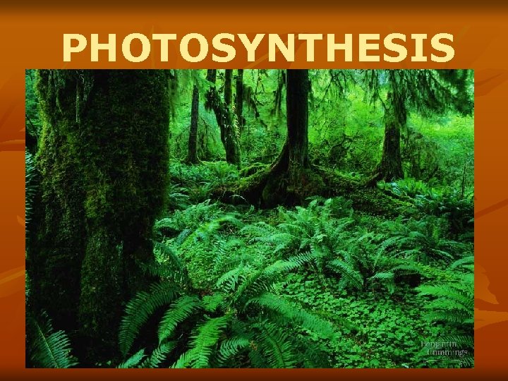 PHOTOSYNTHESIS 