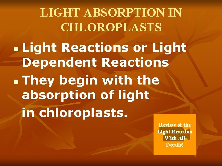 LIGHT ABSORPTION IN CHLOROPLASTS Light Reactions or Light Dependent Reactions n They begin with