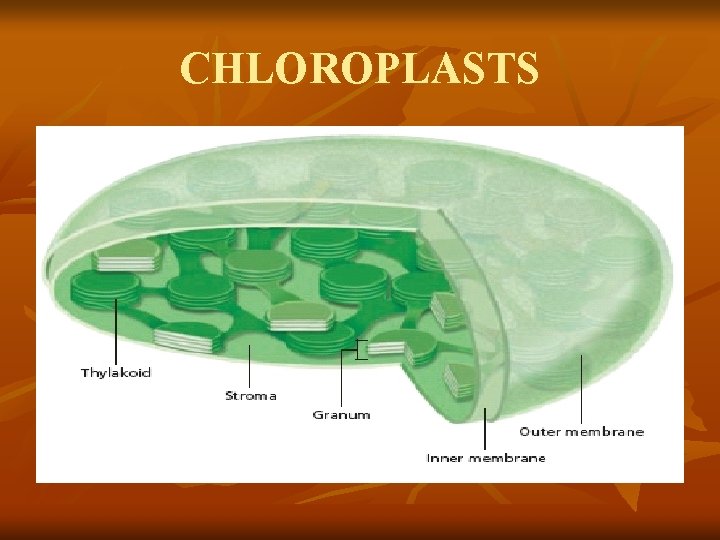 CHLOROPLASTS 