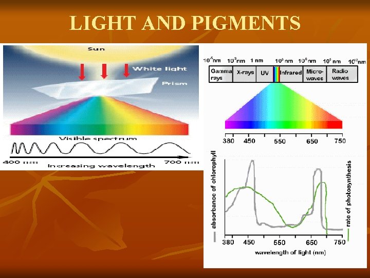 LIGHT AND PIGMENTS 