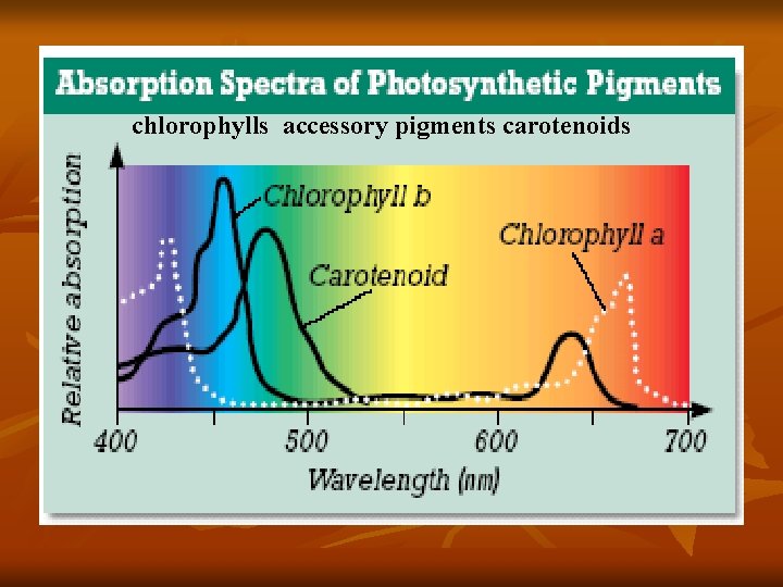 chlorophylls accessory pigments carotenoids 