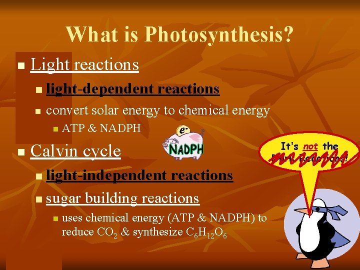 What is Photosynthesis? n Light reactions n light-dependent reactions n convert solar energy to