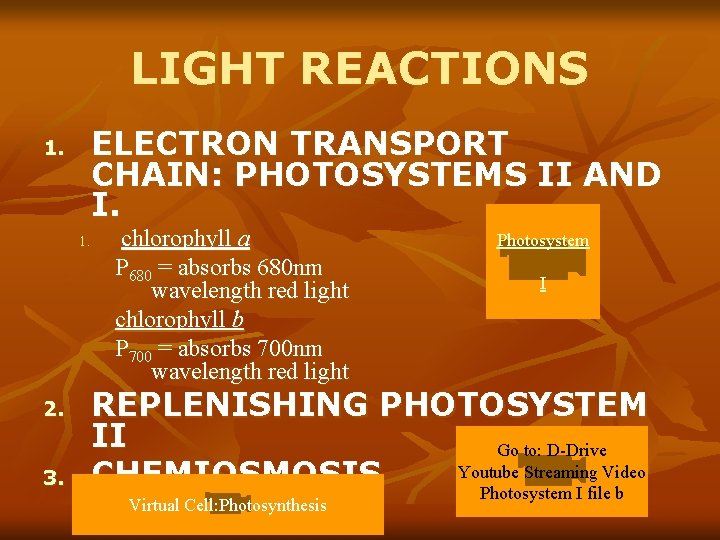 LIGHT REACTIONS ELECTRON TRANSPORT CHAIN: PHOTOSYSTEMS II AND I. 1. 2. 3. chlorophyll a