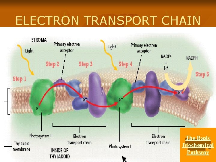 ELECTRON TRANSPORT CHAIN The Basic Biochemical Pathway 