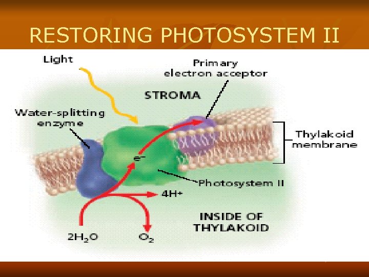 RESTORING PHOTOSYSTEM II 