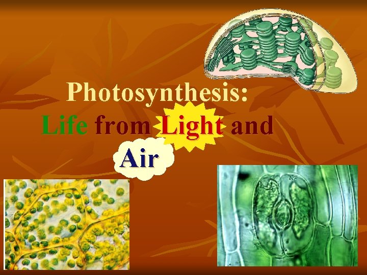 Photosynthesis: Life from Light and Air 