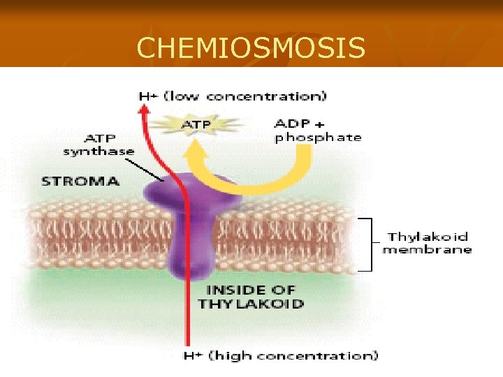 CHEMIOSMOSIS 