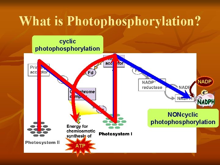 What is Photophosphorylation? cyclic photophosphorylation NADP NONcyclic photophosphorylation ATP 