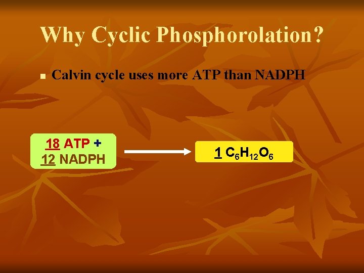 Why Cyclic Phosphorolation? n Calvin cycle uses more ATP than NADPH 18 ATP +