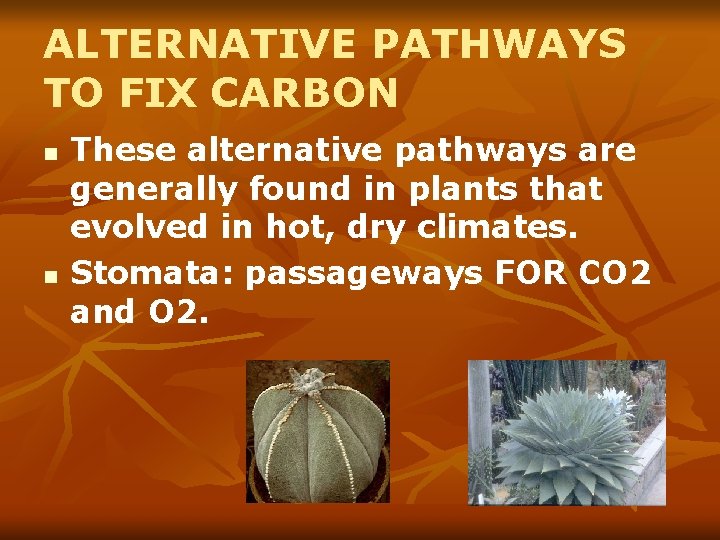 ALTERNATIVE PATHWAYS TO FIX CARBON n n These alternative pathways are generally found in