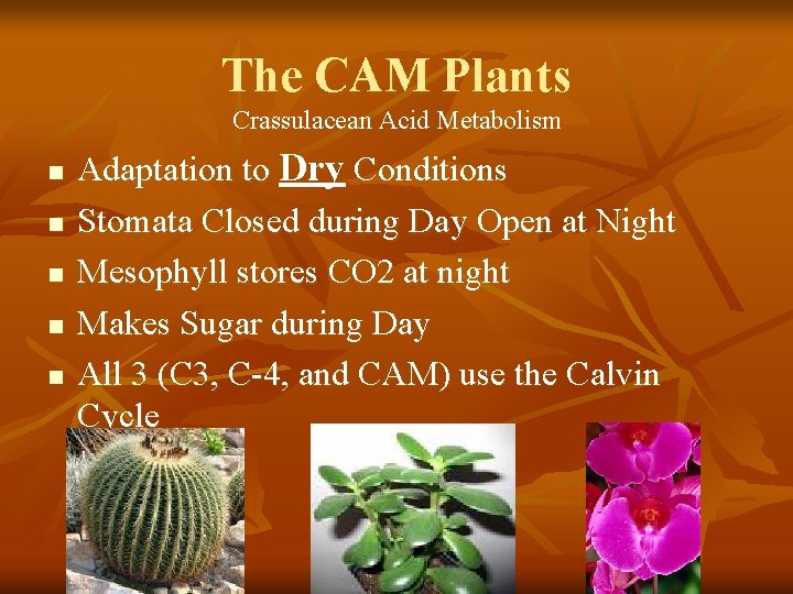 The CAM Plants Crassulacean Acid Metabolism n n n Adaptation to Dry Conditions Stomata