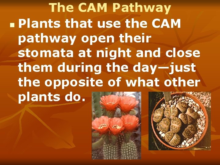 The CAM Pathway n Plants that use the CAM pathway open their stomata at