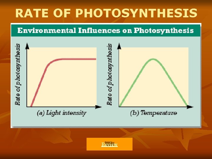 RATE OF PHOTOSYNTHESIS Review 