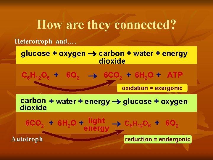 How are they connected? Heterotroph and…. glucose + oxygen carbon + water + energy