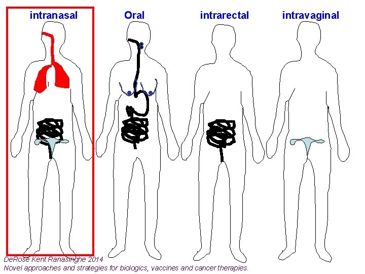 intranasal Oral intrarectal De. Rose Kent Ranasinghe 2014 Novel approaches and strategies for biologics,