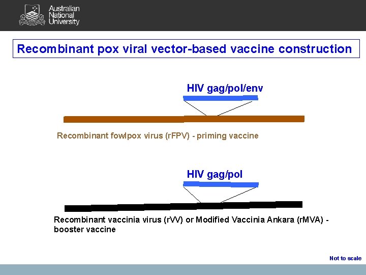 Recombinant pox viral vector-based vaccine construction HIV gag/pol/env Recombinant fowlpox virus (r. FPV) -