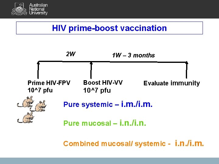 HIV prime-boost vaccination 2 W Prime HIV-FPV 10^7 pfu 1 W – 3 months