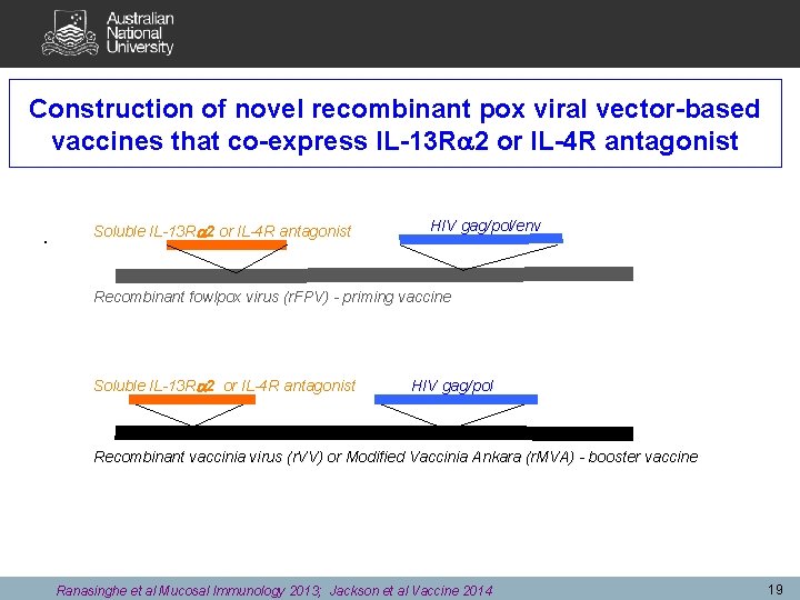 Construction of novel recombinant pox viral vector-based vaccines that co-express IL-13 R 2 or