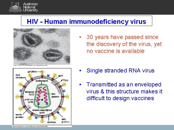 HIV - Human immunodeficiency virus • 30 years have passed since the discovery of