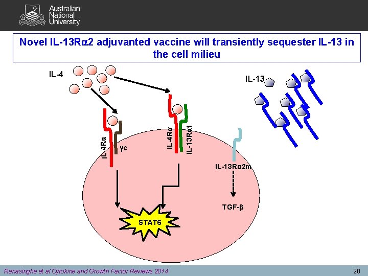 Novel IL-13 R 2 adjuvanted vaccine will transiently sequester IL-13 in the cell milieu