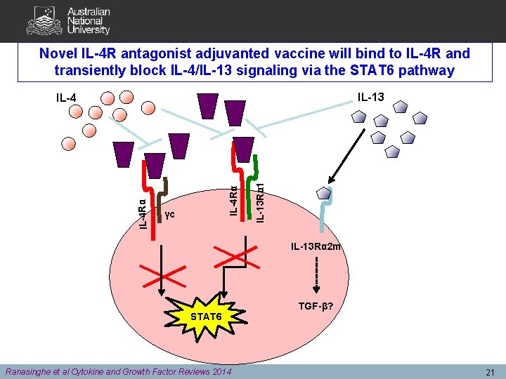 Novel IL-4 R antagonist adjuvanted vaccine will bind to IL-4 R and transiently block