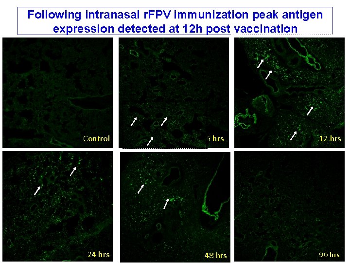 Following intranasal r. FPV immunization peak antigen expression detected at 12 h post vaccination