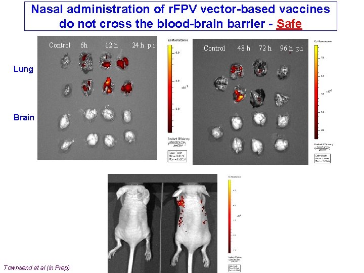 Nasal administration of r. FPV vector-based vaccines do not cross the blood-brain barrier -