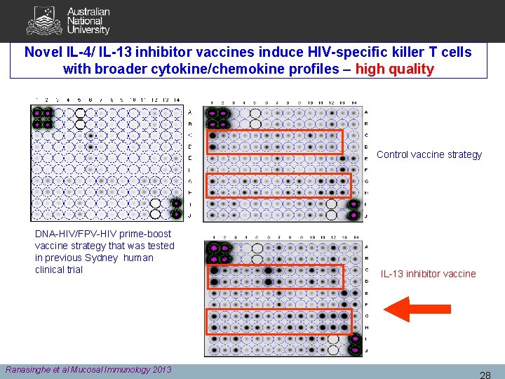 Novel IL-4/ IL-13 inhibitor vaccines induce HIV-specific killer T cells with broader cytokine/chemokine profiles