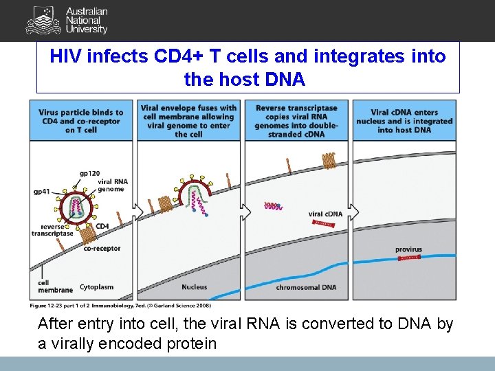 HIV infects CD 4+ T cells and integrates into the host DNA After entry