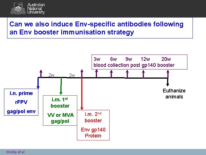 Can we also induce Env-specific antibodies following an Env booster immunisation strategy 3 w