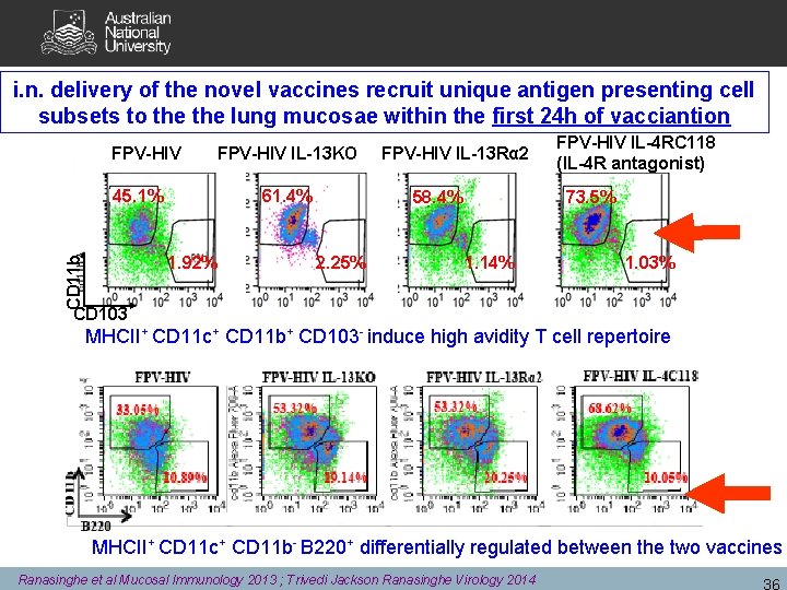 i. n. delivery of the novel vaccines recruit unique antigen presenting cell subsets to