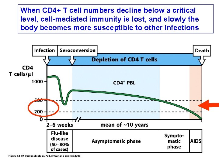 When CD 4+ T cell numbers decline below a critical level, cell-mediated immunity is