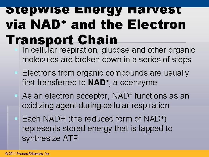 Stepwise Energy Harvest via NAD+ and the Electron Transport Chain § In cellular respiration,