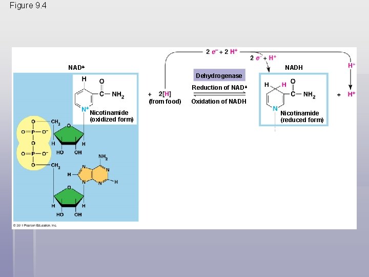 Figure 9. 4 NADH Dehydrogenase Reduction of NAD (from food) Nicotinamide (oxidized form) Oxidation