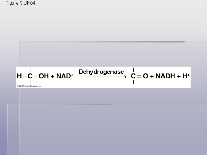 Figure 9. UN 04 Dehydrogenase 