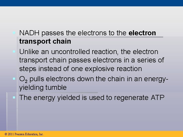 § NADH passes the electrons to the electron transport chain § Unlike an uncontrolled
