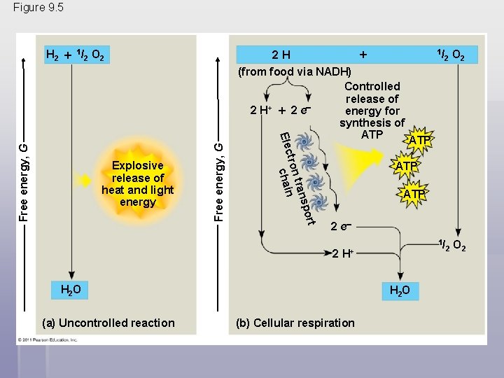 Figure 9. 5 H 2 1 / 2 O 2 2 H 1/ Free