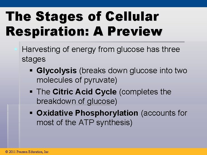 The Stages of Cellular Respiration: A Preview § Harvesting of energy from glucose has