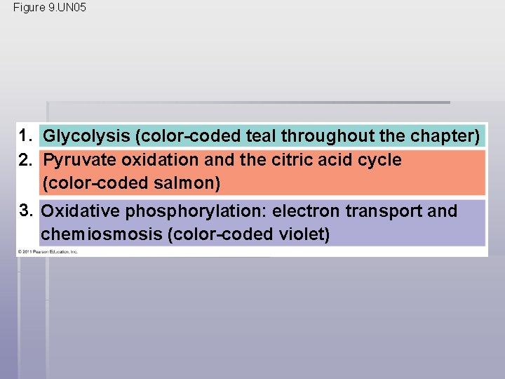 Figure 9. UN 05 1. Glycolysis (color-coded teal throughout the chapter) 2. Pyruvate oxidation