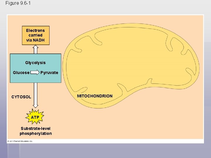 Figure 9. 6 -1 Electrons carried via NADH Glycolysis Glucose Pyruvate CYTOSOL ATP Substrate-level