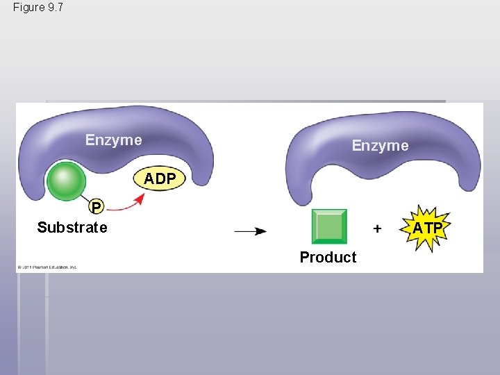Figure 9. 7 Enzyme ADP P Substrate ATP Product 