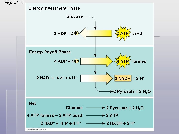 Figure 9. 8 Energy Investment Phase Glucose 2 ADP 2 P 2 ATP used