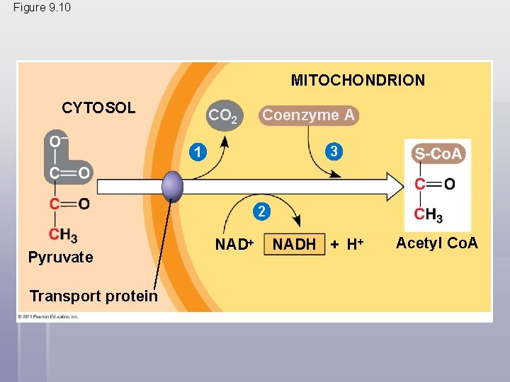 Figure 9. 10 MITOCHONDRION CYTOSOL CO 2 Coenzyme A 3 1 2 Pyruvate Transport