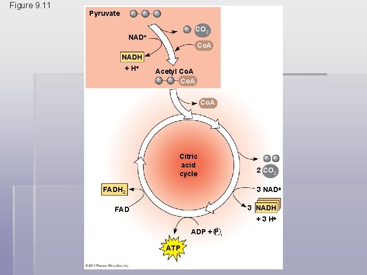 Figure 9. 11 Pyruvate CO 2 NAD Co. A NADH + H Acetyl Co.