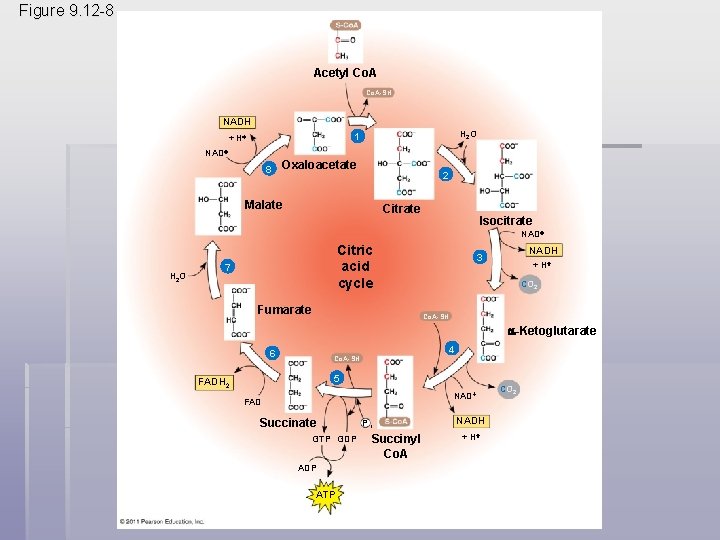 Figure 9. 12 -8 Acetyl Co. A-SH NADH H 2 O 1 + H