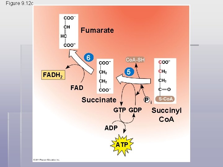 Figure 9. 12 c Fumarate 6 Co. A-SH 5 FADH 2 FAD Succinate GTP
