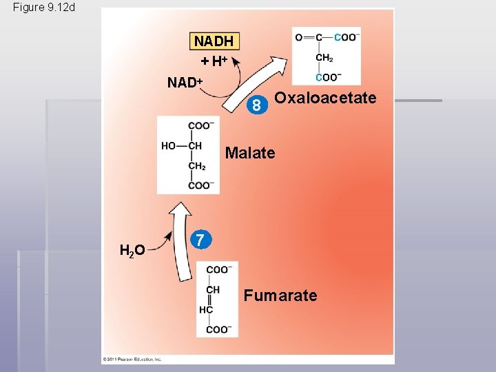 Figure 9. 12 d NADH + H NAD 8 Oxaloacetate Malate H 2 O